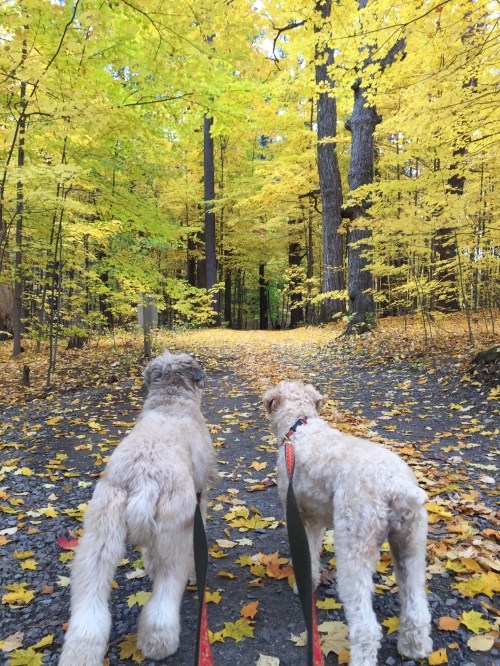 Mags and Zoe Moreau Oct. 31, 2015